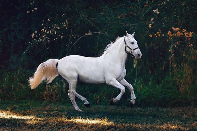 from the side: a white horse running off to the right with green foliage in the background